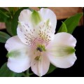 Alstroemeria - White (SA) (bunch of 10 stems)